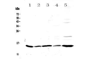 Western blot analysis of Galectin 1 using anti-Galectin 1 antibody . (LGALS1/Galectin 1 anticorps  (AA 2-135))