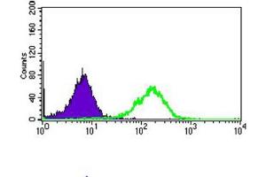 Immunohistochemical analysis of paraffin-embedded endometrium tissues using CD33 antibody with DAB staining. (CD33 anticorps  (AA 15-237))