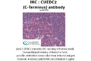 Image no. 1 for anti-CUE Domain Containing 2 (CUEDC2) (C-Term) antibody (ABIN1733372) (CUEDC2 anticorps  (C-Term))
