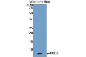 Western Blotting (WB) image for anti-Epidermal Growth Factor (EGF) (AA 971-1023) antibody (ABIN1858692) (EGF anticorps  (AA 971-1023))
