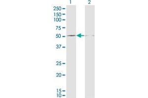 Western Blot analysis of DUSP5 expression in transfected 293T cell line by DUSP5 monoclonal antibody (M04), clone 2F3.