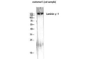 Western Blotting (WB) image for anti-Laminin, gamma 1 (LAMC1) (C-Term) antibody (ABIN3185354) (Laminin gamma 1 anticorps  (C-Term))