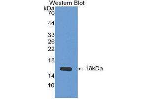 Western Blotting (WB) image for anti-Osteoglycin (OGN) (AA 180-298) antibody (ABIN1175799) (OGN anticorps  (AA 180-298))