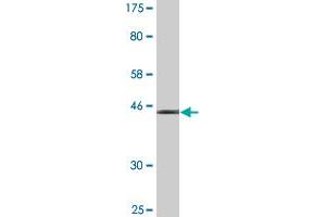 Western Blot detection against Immunogen (36.