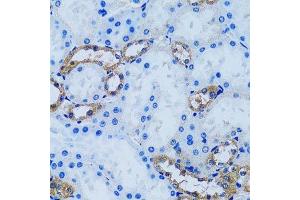 Immunohistochemistry of paraffin-embedded mouse kidney using IMPA1 antibody. (IMPA1 anticorps  (AA 1-277))