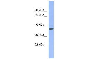 CHRFAM7A antibody used at 1 ug/ml to detect target protein. (CHRFAM7A anticorps  (Middle Region))