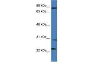 Image no. 1 for anti-Melanoma Inhibitory Activity Protein 2 (MIA2) (AA 509-558) antibody (ABIN6746900) (MIA2 anticorps  (AA 509-558))