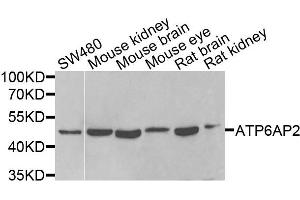 Western blot analysis of extracts of various cells, using ATP6AP2 antibody. (ATP6AP2 anticorps)