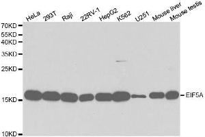 Western blot analysis of extracts of various cell lines, using EIF5A antibody.