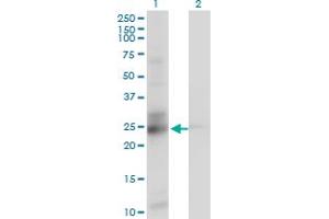 Western Blot analysis of C21orf33 expression in transfected 293T cell line by C21orf33 monoclonal antibody (M01), clone 1F5.