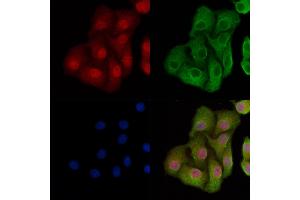 ABIN7093770 and ABIN7097811 staining Hela cells by IF/ICC.