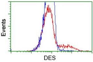 HEK293T cells transfected with either RC205685 overexpress plasmid (Red) or empty vector control plasmid (Blue) were immunostained by anti-DES antibody (ABIN2454157), and then analyzed by flow cytometry. (Desmin anticorps  (AA 104-391))