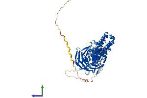AlphaFold protein structure predicition of Human Recombinant KLHL17 Protein, UniprotID Q6TDP4