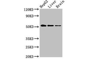 Western Blot Positive WB detected in: HepG2 whole cell lysate, Rat liver tissue, Rat brain tissue All lanes: EGR2 antibody at 3. (EGR2 anticorps  (AA 42-245))