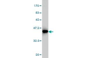 Western Blot detection against Immunogen (36.