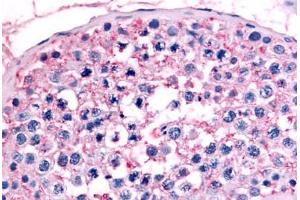 Anti-NR6A1 / GCNF antibody  ABIN1049148 IHC staining of human testis.