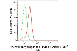 anti-Pyruvate Dehydrogenase Kinase 1 (PDK1) antibody