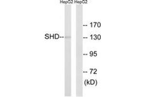 Western blot analysis of extracts from HepG2 cells, using SHD Antibody.