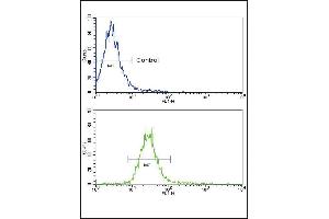 Flow cytometric analysis of NCI- cells using NRG1 Antibody (Center) (bottom histogram) compared to a negative control (top histogram).