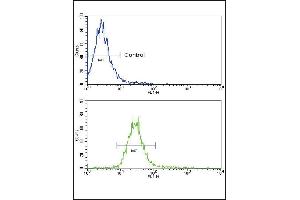 Flow cytometric analysis of NCI- cells using NRG1 Antibody (Center) (bottom histogram) compared to a negative control (top histogram). (Neuregulin 1 anticorps  (AA 198-229))