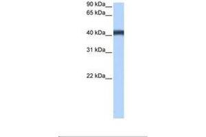 Image no. 1 for anti-Major Facilitator Superfamily Domain Containing 3 (MFSD3) (AA 321-370) antibody (ABIN6739342) (MFSD3 anticorps  (AA 321-370))