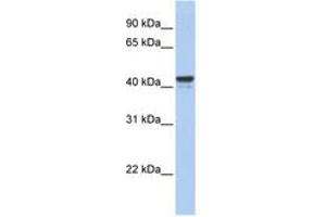 Image no. 1 for anti-Forkhead Box J1 (FOXJ1) (AA 324-373) antibody (ABIN6742592) (FOXJ1 anticorps  (AA 324-373))