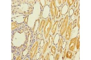 Immunohistochemistry of paraffin-embedded human kidney tissue using ABIN7170695 at dilution of 1:100 (Stanniocalcin 2 anticorps  (AA 25-302))