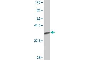 Western Blot detection against Immunogen (38.