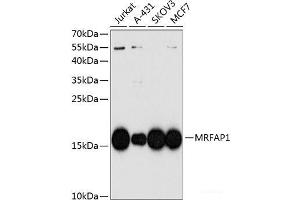 Western blot analysis of extracts of various cell lines using MRFAP1 Polyclonal Antibody at dilution of 1:1000. (MRFAP1 anticorps)