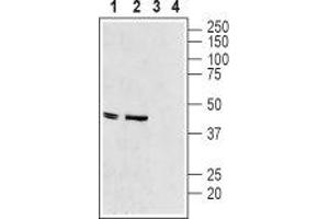 Western blot analysis of rat heart membranes (lanes 1 and 3) and mouse heart lysate (lanes 2 and 4): - 1-2. (KCNJ11 anticorps  (C-Term, Intracellular))