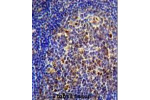 CHRNA10 Antibody (Center) immunohistochemistry analysis in formalin fixed and paraffin embedded human tonsil tissue followed by peroxidase conjugation of the secondary antibody and DAB staining. (CHRNA10 anticorps  (Middle Region))