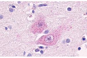 Image no. 1 for anti-G Protein-Coupled Receptor 37 Like 1 (GPR37L1) (Cytoplasmic Domain) antibody (ABIN1048810)