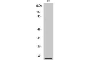 Western Blotting (WB) image for anti-Caspase 5 p10 (Cleaved-Ser331) antibody (ABIN5955945) (Caspase 5 p10 anticorps  (Cleaved-Ser331))