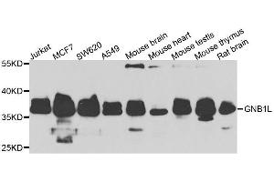 Western blot analysis of extracts of various cell lines, using GNB1L antibody. (GNB1L anticorps  (AA 1-327))