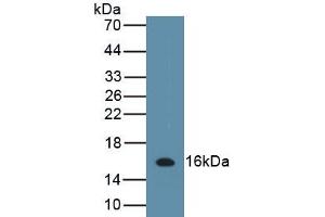 Detection of Recombinant IL13, Porcine using Polyclonal Antibody to Interleukin 13 (IL13) (IL-13 anticorps  (AA 25-131))