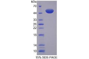 SDS-PAGE analysis of Rat MTIF2 Protein. (MTIF2 Protéine)