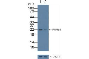 Knockout Varification: Lane 1: Wild-type Hela cell lysate, Lane 2: PSMb6 knockout Hela cell lysate, Predicted MW: 25kd Observed MW: 22kd Primary Ab: 1 μg/mL Rabbit Anti-Human PSMb6 Antibody Second Ab: 0.