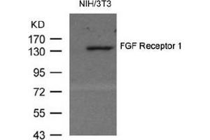 Image no. 1 for anti-Fibroblast Growth Factor Receptor 1 (FGFR1) (AA 152-156) antibody (ABIN319331) (FGFR1 anticorps  (AA 152-156))