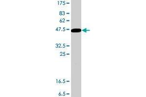 Western Blot detection against Immunogen (47.