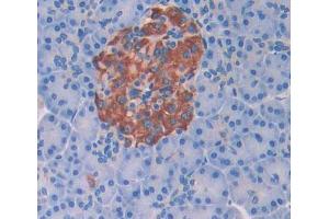 Figure. (SYCN anticorps  (AA 38-134))