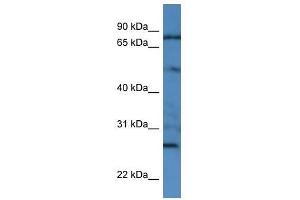 GOLGA1 antibody used at 0. (GOLGA1 anticorps  (N-Term))