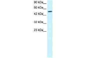 WB Suggested Anti-ESRRG Antibody Titration:  0. (ESRRG anticorps  (Middle Region))