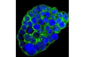 Immunofluorescence (IF) image for anti-Complement Component 1, Q Subcomponent, C Chain (C1QC) antibody (ABIN2996442)