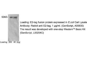 Image no. 2 for anti-E2 Tag antibody (ABIN1573900)