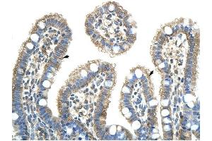 NXF5 antibody was used for immunohistochemistry at a concentration of 4-8 ug/ml to stain Epithelial cells of intestinal villus (arrows) in Human Intestine. (NXF5 anticorps  (Middle Region))