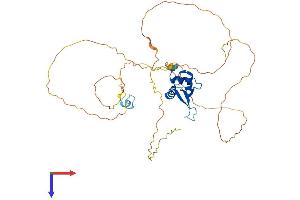 AlphaFold protein structure predicition of Mouse Recombinant Foxq1 Protein, UniprotID O70220