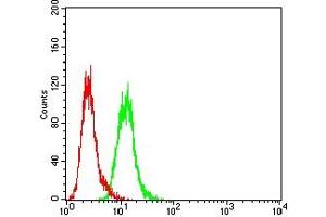 Flow cytometric analysis of Hela cells using CYLD mouse mAb (green) and negative control (red).