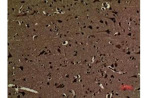 Immunohistochemistry (IHC) analysis of paraffin-embedded Human Brain, antibody was diluted at 1:100.
