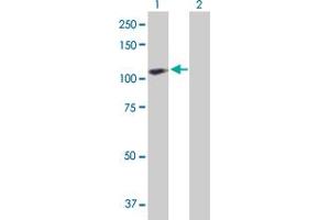 Western Blot analysis of ACAP2 expression in transfected 293T cell line by ACAP2 MaxPab polyclonal antibody.