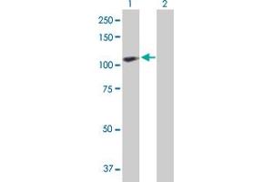 Western Blot analysis of ACAP2 expression in transfected 293T cell line by ACAP2 MaxPab polyclonal antibody. (Centaurin beta 2 anticorps  (AA 1-778))